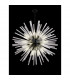 Hornby 32 Light E27 Round Ceiling Pendant Matt Black Clear Glass-3