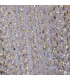 Swoop 5 Light Celling Pendant Satin Brass & Clear Crystal-3